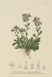 Wróżka naparstnica (Erinus alpinus)