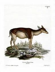 Daniele (kolorowy grawer)