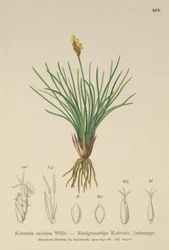 Turzyca fałszywa (Kobresia simpliciuscula, Kobresia caricina)