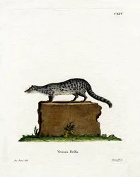 Fanaloka (kolorowy grawer)