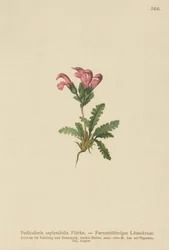 Wszawica paprociowa (Pedicularis asplenifolia)