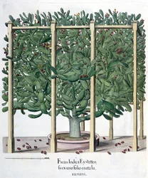 Ficus indica eystettensis, z Hortus Eystettensis Basila Beslera (1561-1629), wyd. 1613