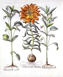 Ognista lilia i altówka, z Hortus Eystettensis, Basil Besler (1561-1629), wyd. 1613 (grawerowanie ręcznie kolorowane)