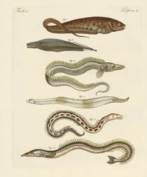 Ryba (kolorowy grawer)