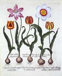Pięć tulipanów, z Hortus Eystettensis, Basil Besler (1561-1629), wyd. 1613 (grawerowanie ręcznie kolorowane)