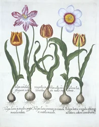 Pięć tulipanów, z Hortus Eystettensis, Basil Besler (1561-1629) wyd. 1613 (ręcznie kolorowane grawerowanie)