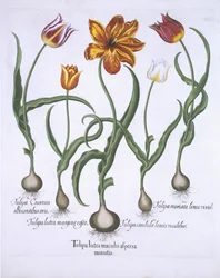 Pięć tulipanów, z Hortus Eystettensis, Basil Besler (1561-1629) wyd. 1613 (ręcznie kolorowane grawerowanie)