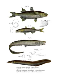 Płaski Mullet (kolor lito)
