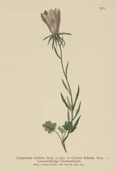 Dzwonek lniany (Campanula linifolia, Campanula Carnica)