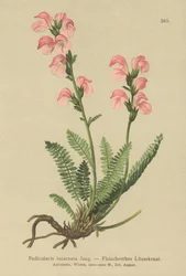 Miąższ różowego wszy (Pedicularis incarnata)