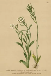 Pogórze Alp rzeżucha (Arabis alpestris, Arabis ciliata)