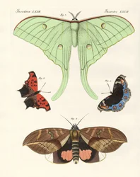 Motyle obce (kolorowy grawer)