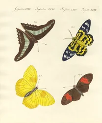 Motyle obce (kolorowy grawer)