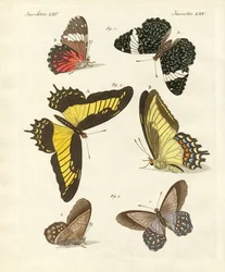 Motyle obce (kolorowy grawer)