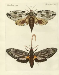 Mole obce (kolorowy grawer)