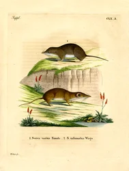Ryjówka leśna (kolorowy grawerunek)