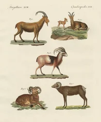 Zwierzęta czworonożne (kolorowy grawerunek)