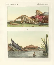 Czworonożne zwierzęta Australii (kolorowy grawerunek)