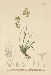 Kostrzewa czterolistna (Festuca pumila, Festuca quadriflora)
