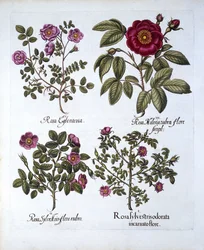 Cztery odmiany Dog Rose, z Hortus Eystettensis, Basil Besler (1561-1629), wyd. 1613 (grawerowanie ręcznie kolorowane)