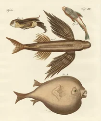 Cztery wspaniałe ryby