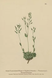 Mroźna trawa Whitlow (Draba Traunsteineri, Draba frigida)