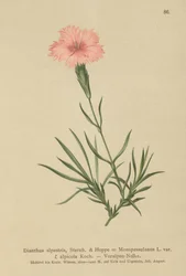 Róż z frędzlami (Dianthus monspessulanus, Dianthus alpestris, Dianthus alpicola)