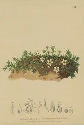 Sandwort z frędzlami (Arenaria ciliata)