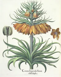 Fritillary: Korona kwiatów cesarskich Basila Beslera (1561-1629), wyd. 1613