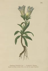 Froelichs goryczka (Gentiana Froelichii)