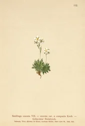 Ziarnopłon bruzdkowany (Saxifraga exarata, Saxifraga exarata var. compacta, Saxifraga exarata ssp. moschata)