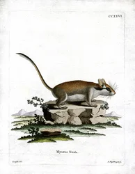 Popielica (kolorowy grawer)