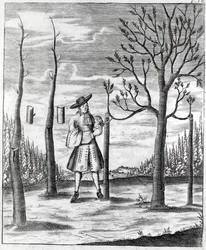 Choroby ogrodnicze i roślinne, ilustracja z „Neue Garten-lust” Heinricha Hesse, 1696
