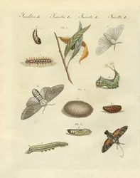 Niemieckie motyle nocne (kolorowy grawer)