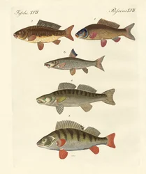 Niemieckie ryby morskie