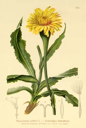 Olbrzymie ucho kota (Hypochoeris uniflora)