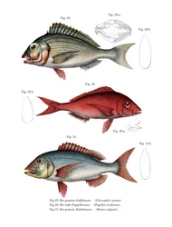 Gilthead Seabream (kolor lito)