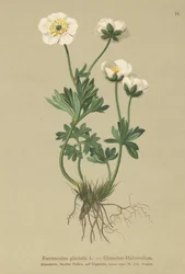 Lodowiec Crowfoot