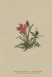 Różowy lodowiec (Dianthus glacialis)