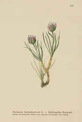 Rampion ziemnowodny (Phyteuma hemisphaericum)
