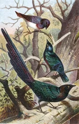 Błyszczące Szpaki, płyta z "Brehms Tierleben: Allgemeine Kunde des Tierreichs", t. 4, s. 392, opublikowane przez Bibliographisches Institut