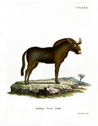 Gnu (kolorowy grawer)
