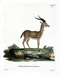 Gazela wola (kolorowy grawer)