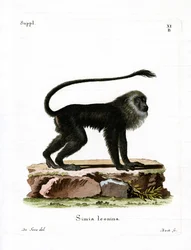 Golden Lion Tamarin (kolorowy grawerunek)