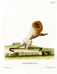 Golden Lion Tamarin (kolorowy grawerunek)