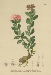 Złoty korzeń (Rhodiola rosea)