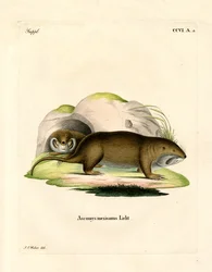 Gopher (kolorowy grawer)