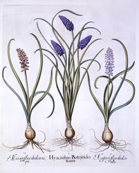 Hiacynty winogronowe, z Hortus Eystettensis, Basil Besler (1561-1629), wyd. 1613 (grawerowanie ręcznie kolorowane)