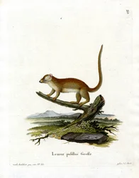 Szary Lemur Myszy (kolorowy grawerunek)