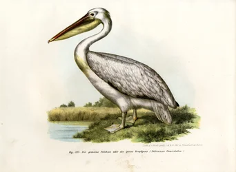 Wielki biały pelikan, 1864